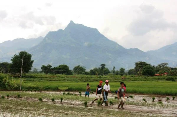 Travail dans les rizières (Philippines)