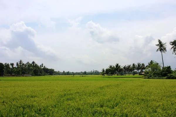 Travail dans les rizières (Philippines)