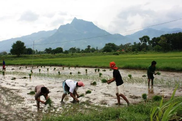 Travail dans les rizières (Philippines)