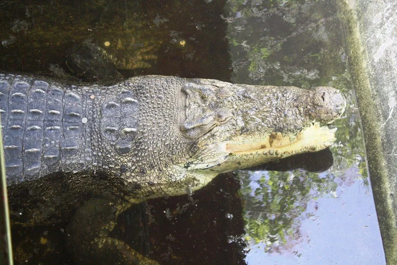 crocodile (Philippines)