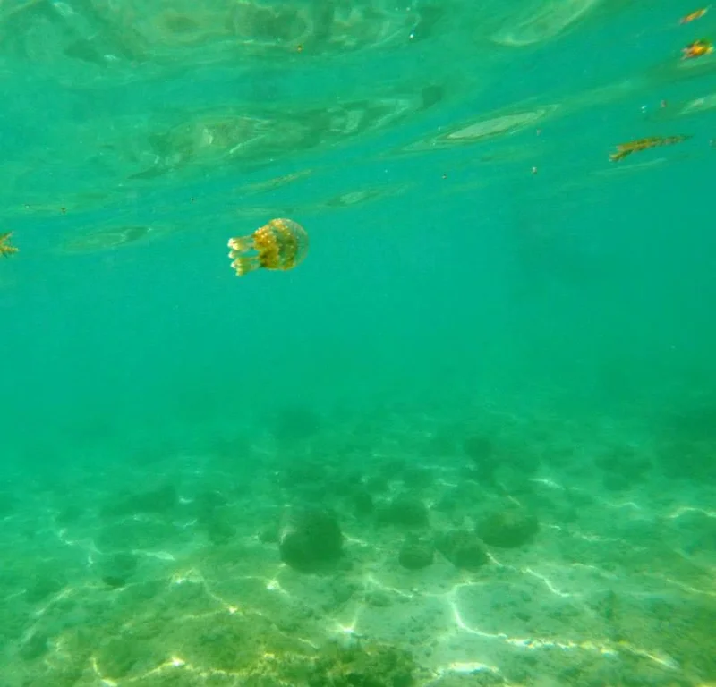 poisson (Philippines)