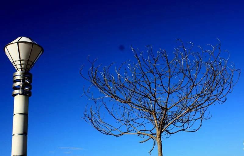 arbre sans feuilles (Philippines)
