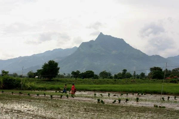 Travail dans les rizières (Philippines)