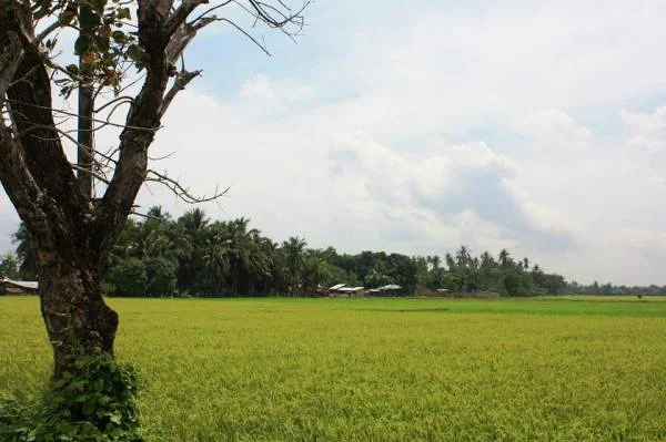 Travail dans les rizières (Philippines)