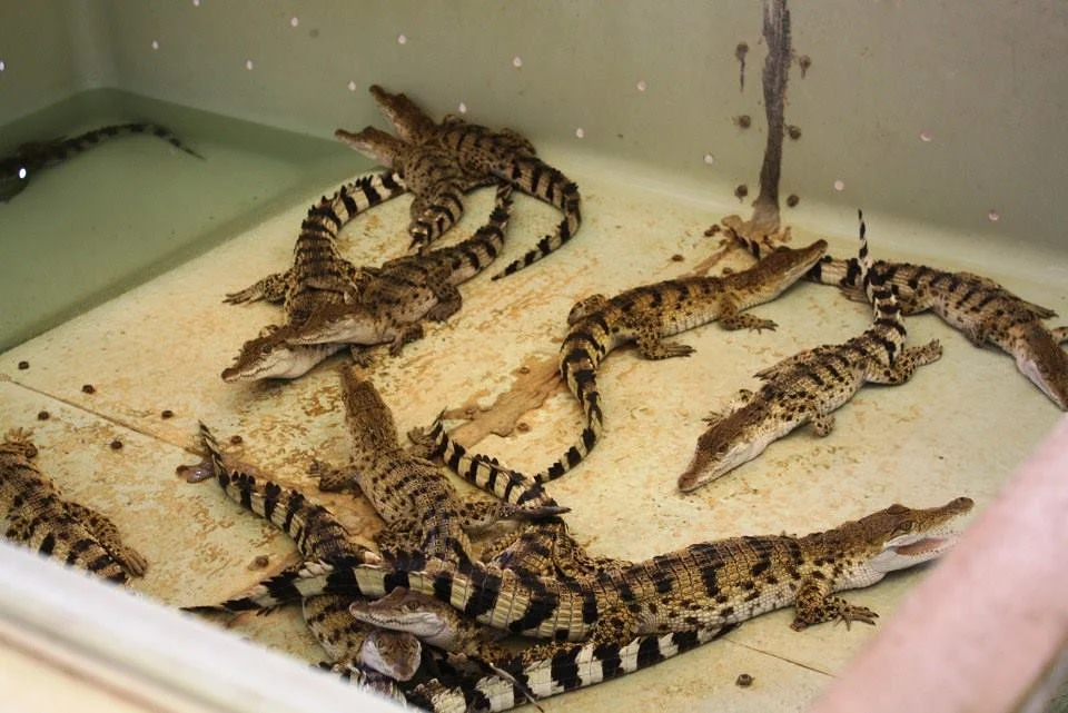 ferme de crocodiles (Philippines)