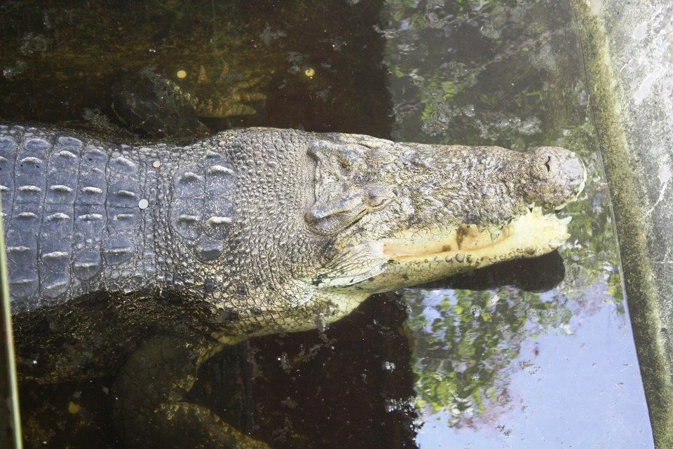 crocodile (Philippines)