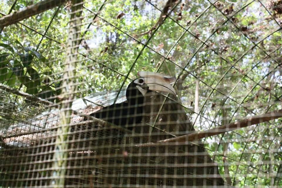 zoo local (Philippines)