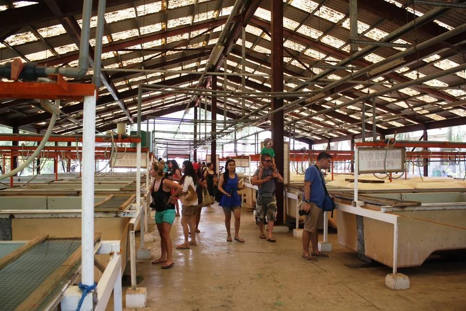 ferme aux crocodiles (Philippines)