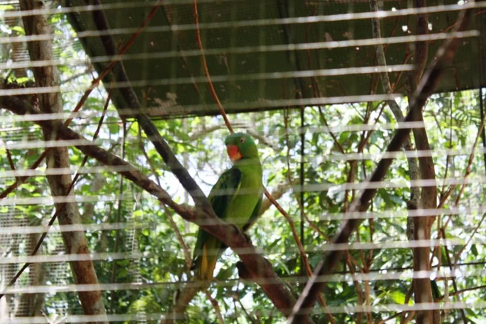 perroquet (Philippines)