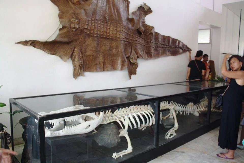 squelette de crocodile (Philippines)