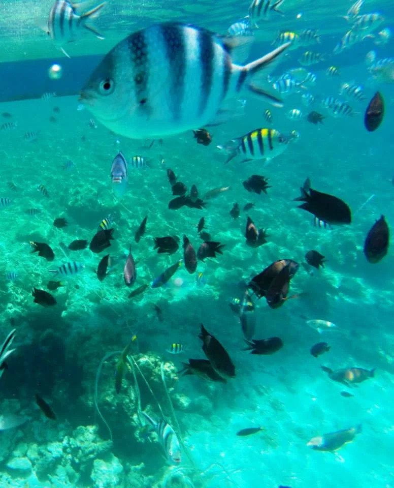 poissons (Philippines)