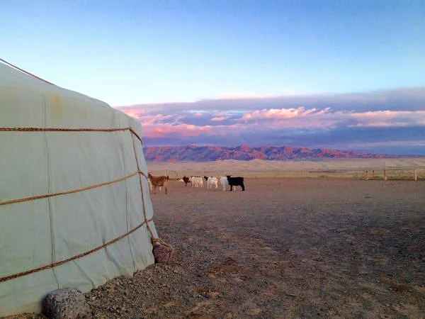 Gobi (Mongolie)