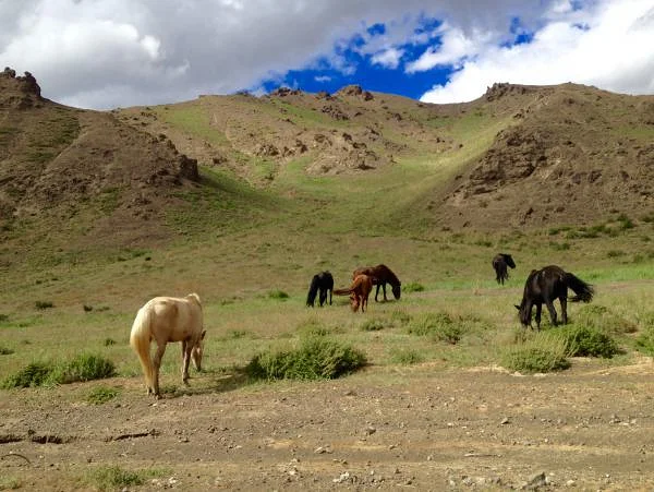Gobi (Mongolie)