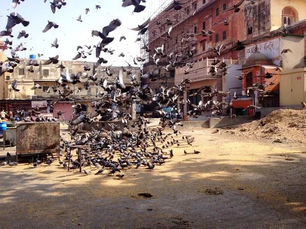 Envol de pigeons