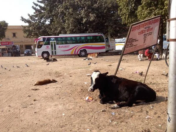 Vache sacrée — Jaipur (Inde)