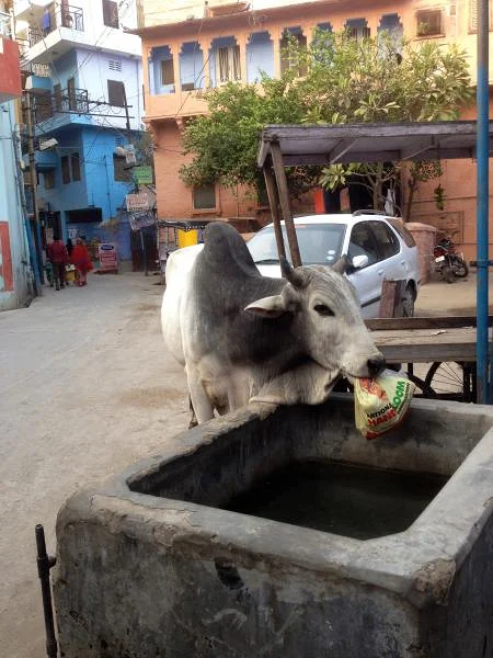 Abreuvoir — Jodhpur (Inde)