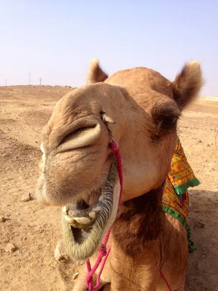 Chameau — Jaisalmer (Inde)