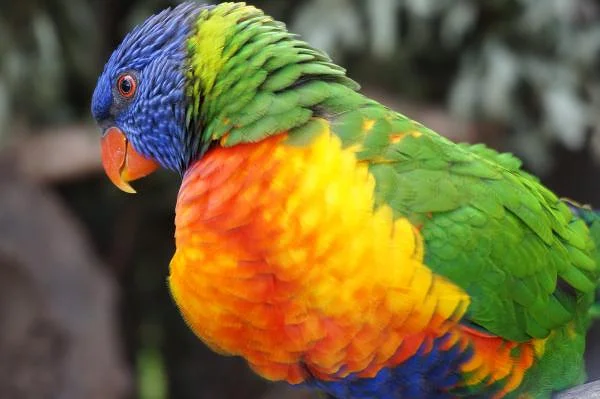 Loriquet Arc-en-ciel