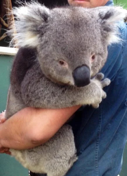 Coala (Australie)