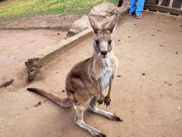 Kangourou (Australie)