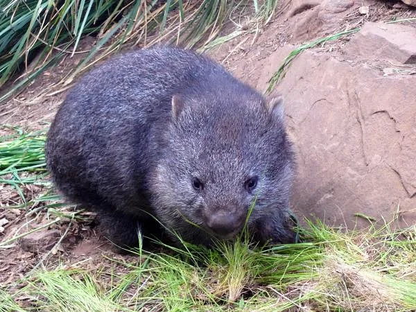 Rongeur (Australie)