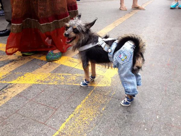 chien à la mode — Bangkok (Thaïlande)