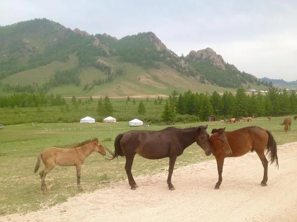 Tejrel (Mongolie)