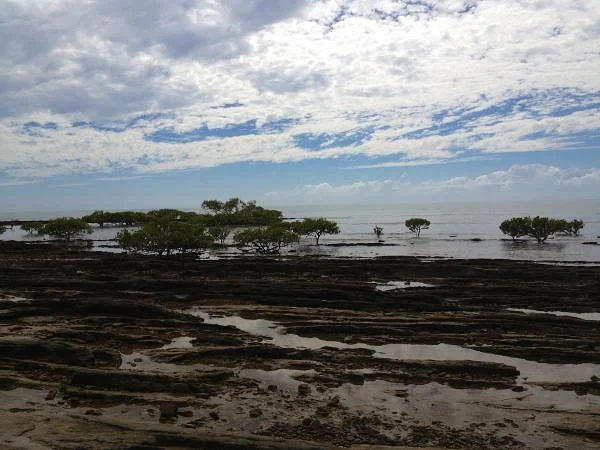 Mangrove (Australie)