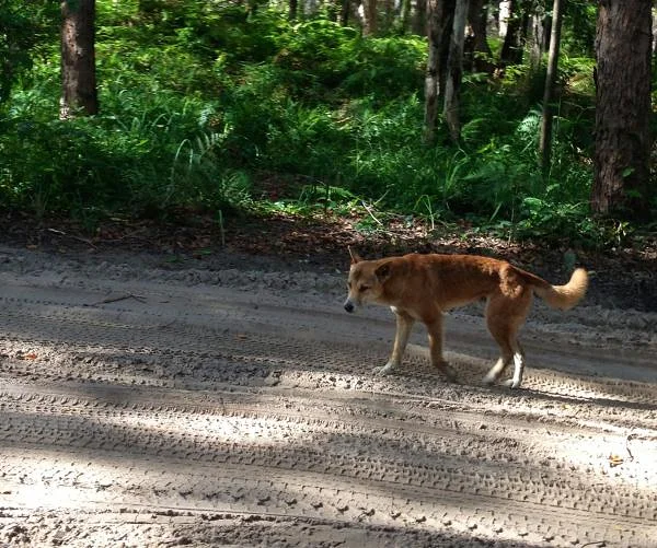 Dingo sur Fraser Island (Australie)