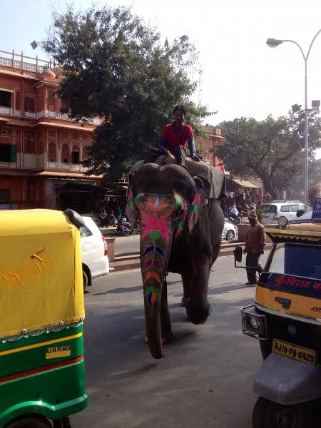 Eléphant maquillée Eléphant maquillée — Jaipur (Inde)