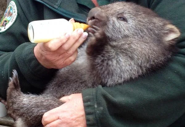 Bébé coala Bébé coala (Australie)