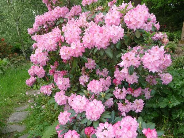 Fleurs — Nantes (France)