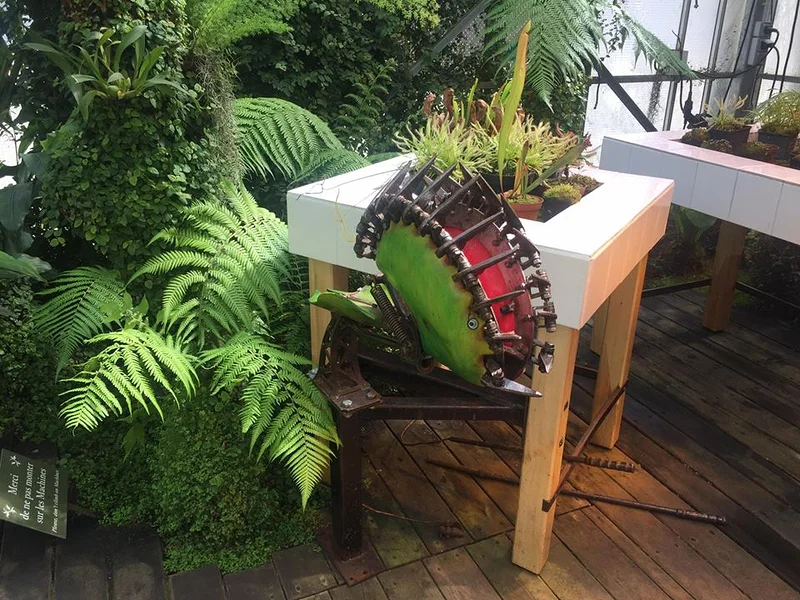 plante carnivore (France)
