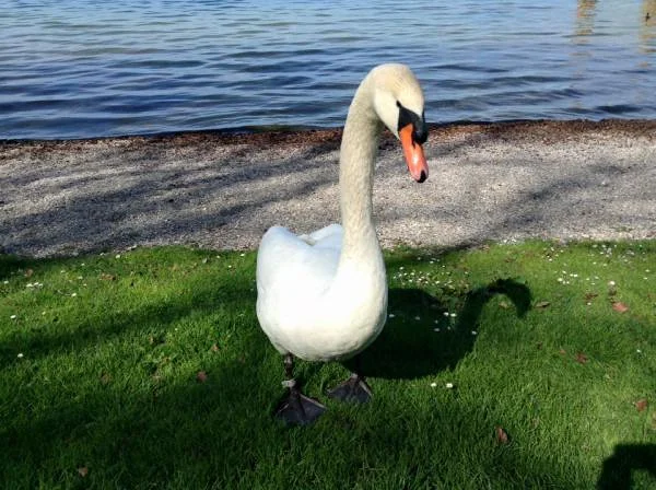cygne  (Allemagne)