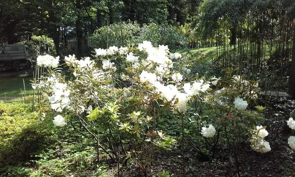 Fleurs Fleurs — Nantes (France)