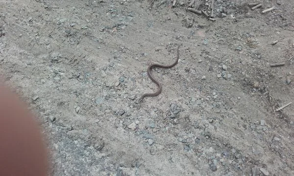 Serpent — Nantes (France)