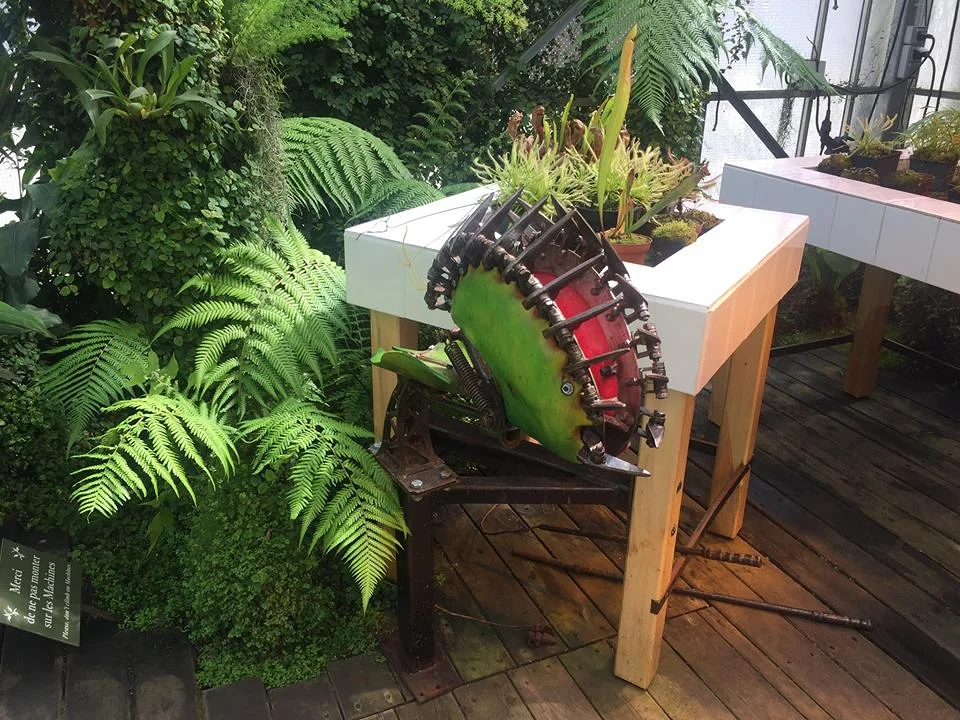 plante carnivore (France)