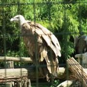 Zoo du Bois d'Attilly