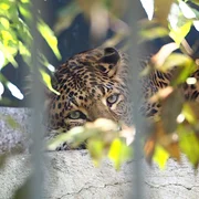 Ménagerie du Jardin des Plantes