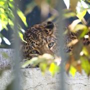 Ménagerie du Jardin des Plantes