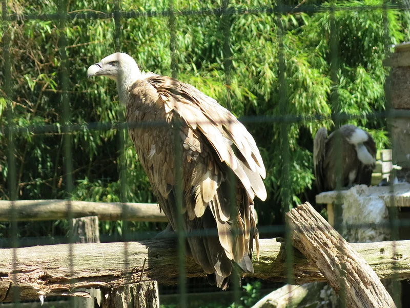 Zoo du Bois d'Attilly