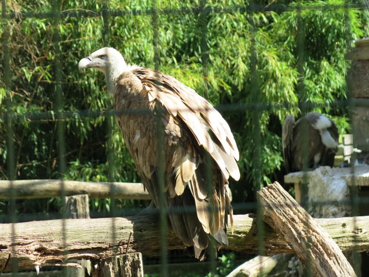 Vautour du zoo d'Attilly