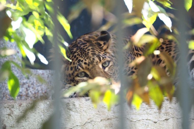 Jaguar de la Ménagerie du Jardin des Plantes