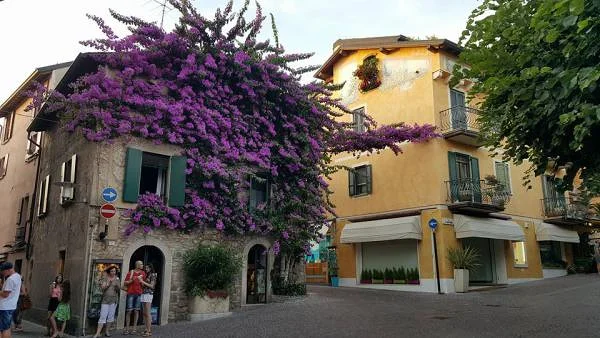 Bougainvillier de Sirmione — Sirmione (Italie)