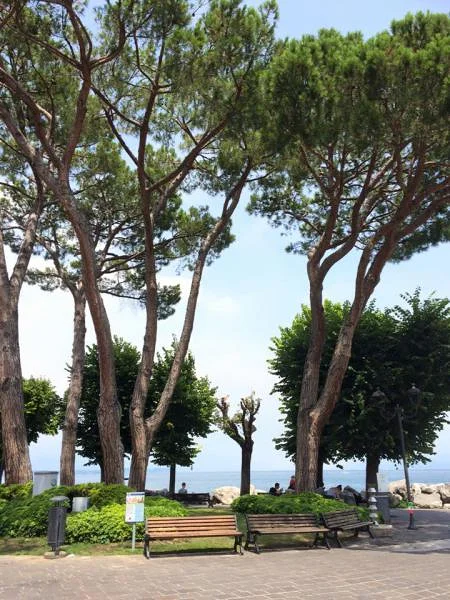 arbres — Desenzano del Garda (Italie)