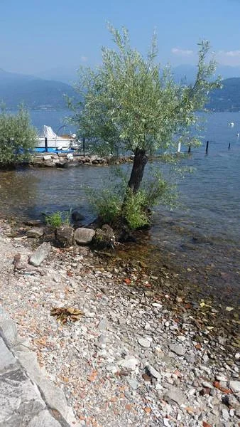 arbre les pieds dans l'eau — Stresa (Italie)