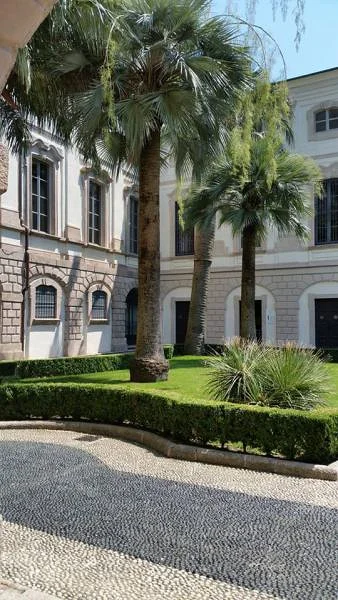 Palmier — Verbania (Italie)