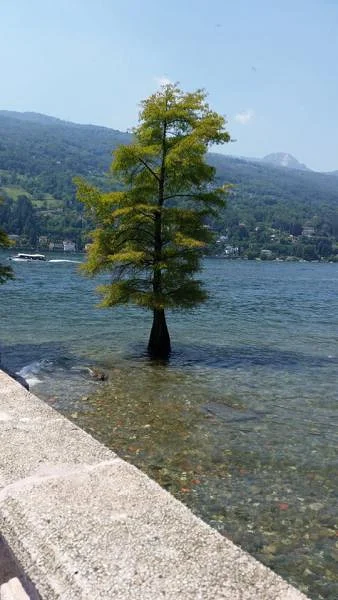 Arbre inondé — Verbania (Italie)