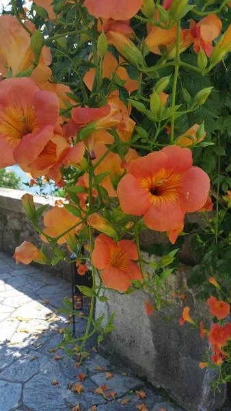 Fleur — Verbania (Italie)