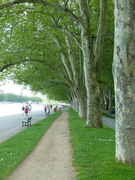sous les platanes sous les platanes — Annecy (France)